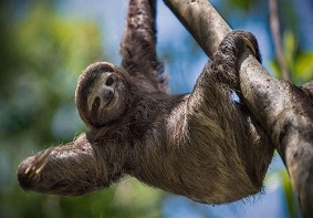 微软面向Win10用户发布树懒主题壁纸包------“ Sloths PREMIUM”